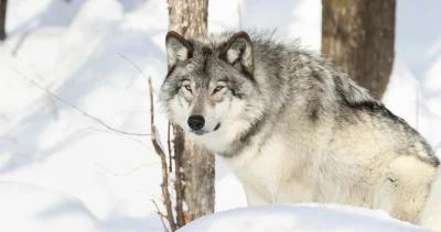 Wisconsin lawmakes want to set wolf goal 1
