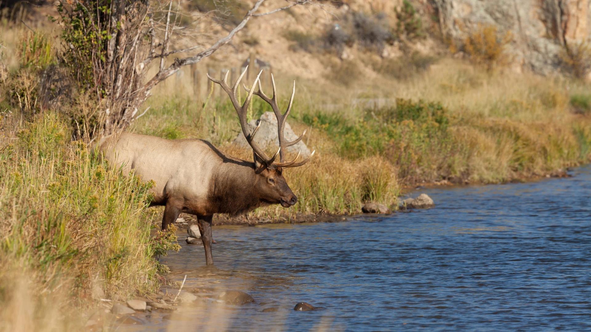 2024 Idaho deer, elk, antelope controlled hunt application strategy