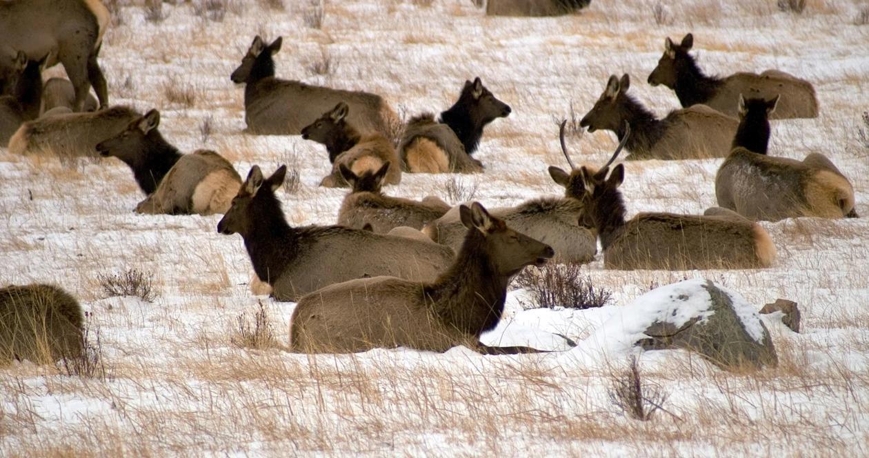 Wyoming elk feeding grounds cwd h1