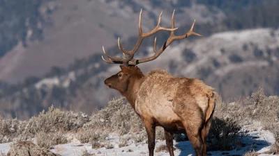 2024 Wyoming nonresident elk hunting changes