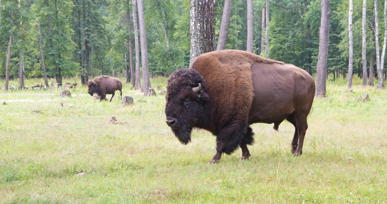 South dakota bison h1