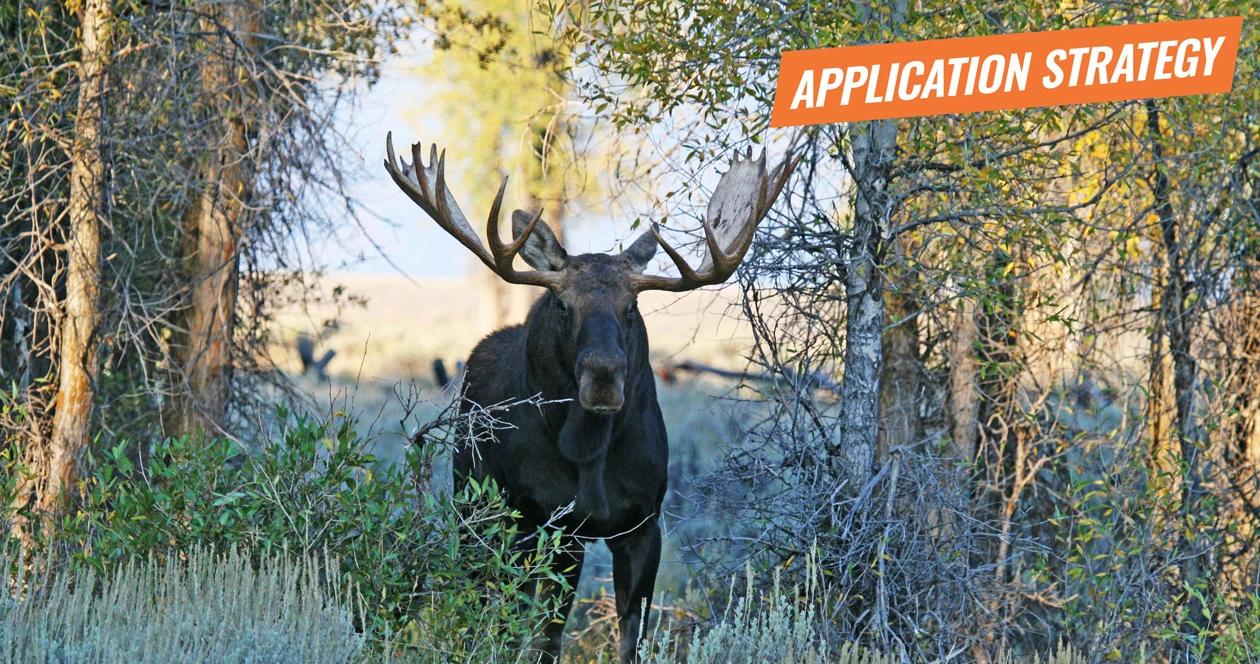 2018 wyoming moose sheep goat bison application strategy article 1