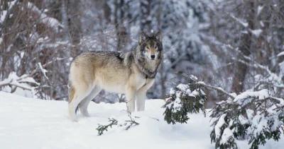 Wisconsin wolf hunt h1