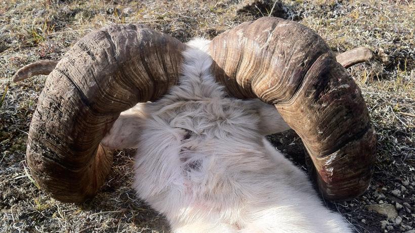 Dall sheep horns closeup