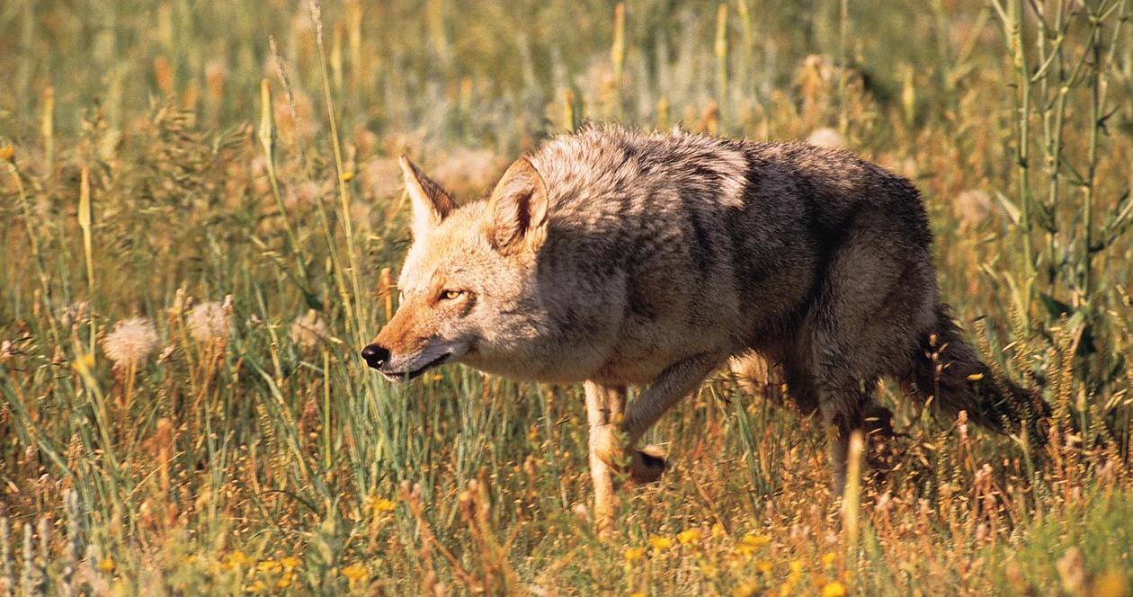Oregon bans coyote hunting contests 1