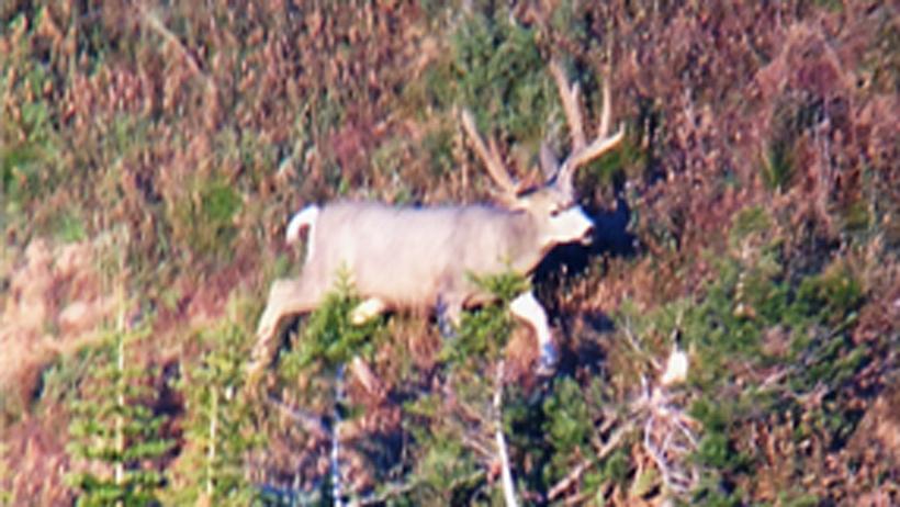 Wyoming mule deer 2