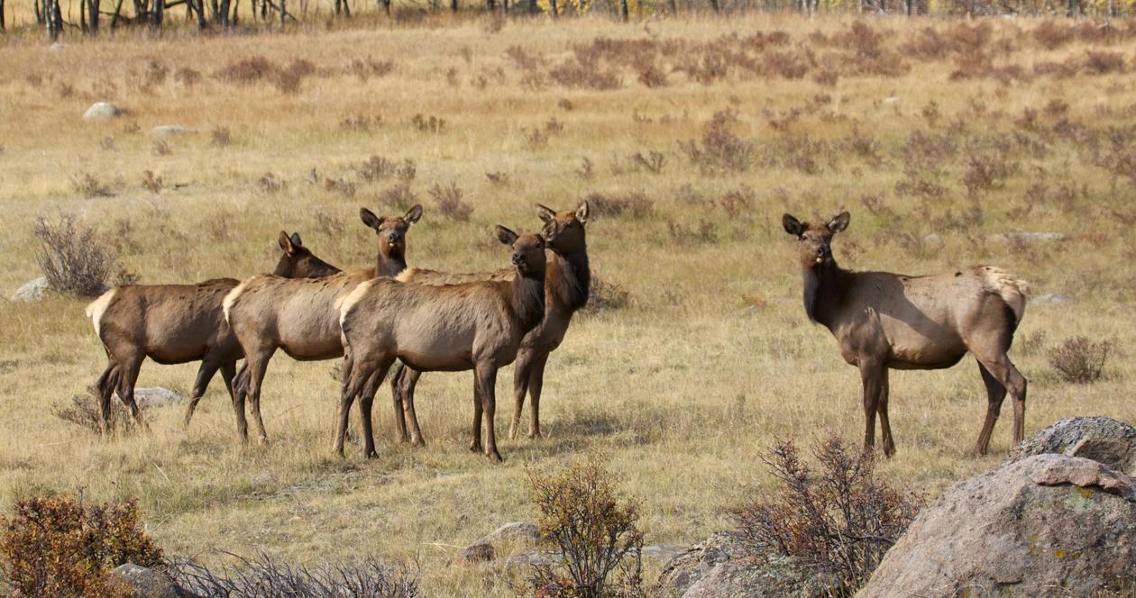 Montana elk poaching h1