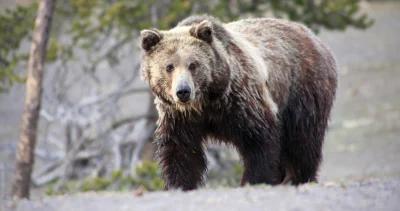 Montana idaho grizzly bears h1