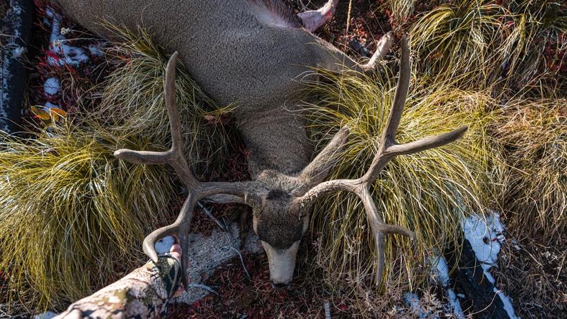 Harvested mule deer lying at the feet of a hunter