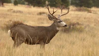 2024 South Dakota rifle deer application strategy article