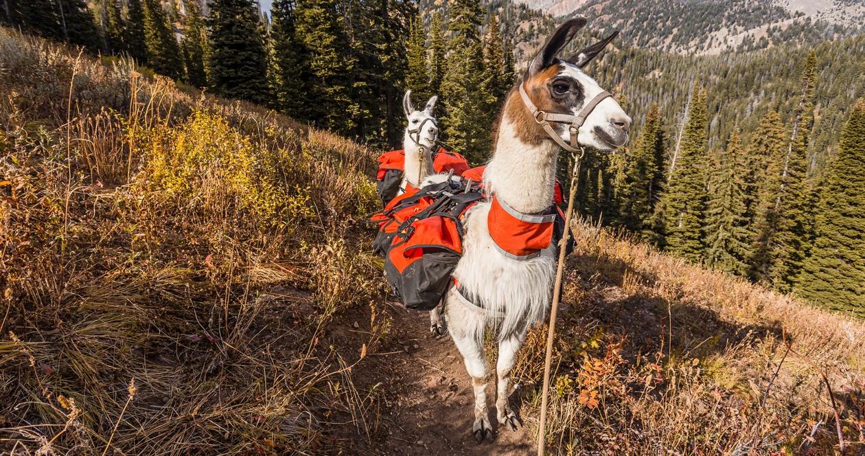 Six reasons why llamas are the ultimate pack animal for hunting 1