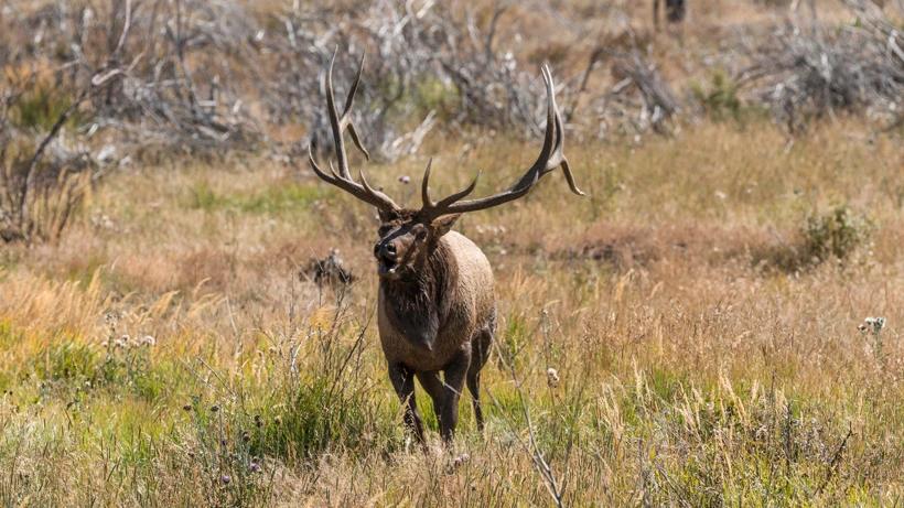 Nevada recommended big game hunt quotas 2022