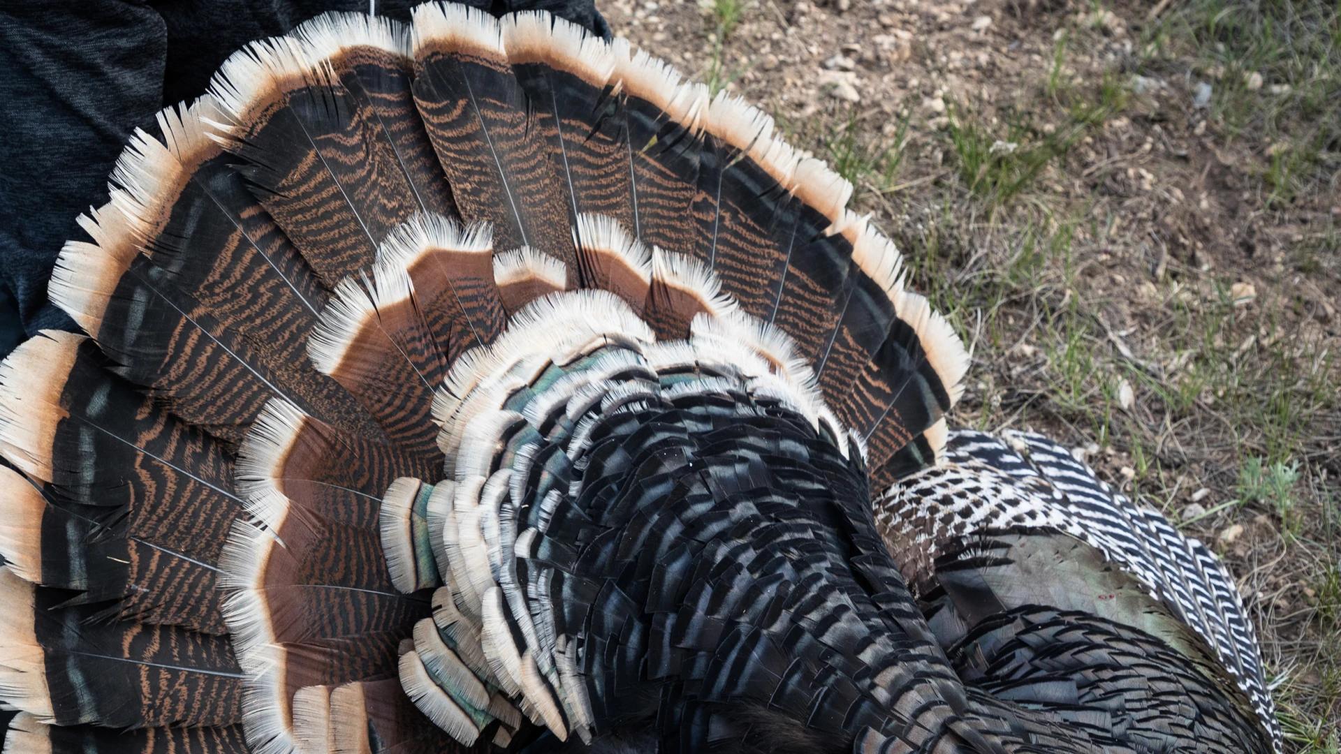 Essential tips for western spring turkeys