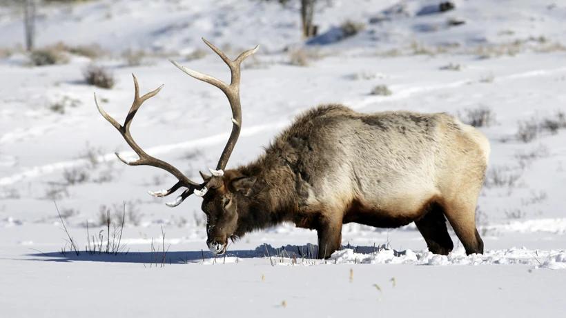 Montana to track brucellosis in elk