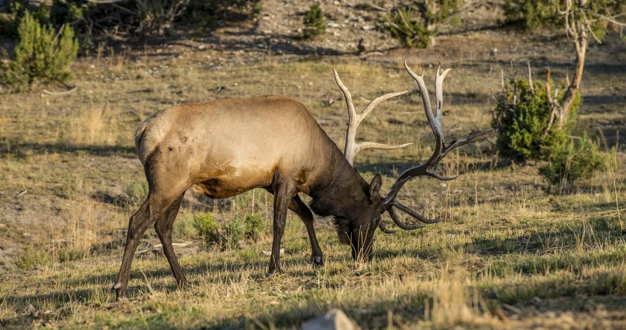 Nevada elk permits h1