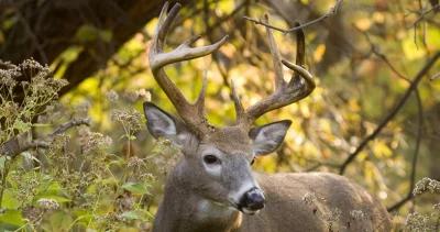 Kansas cwd deer h1