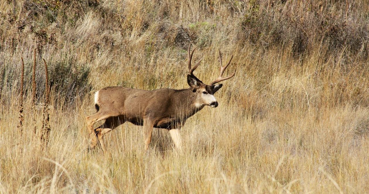 South dakota deer draw h1