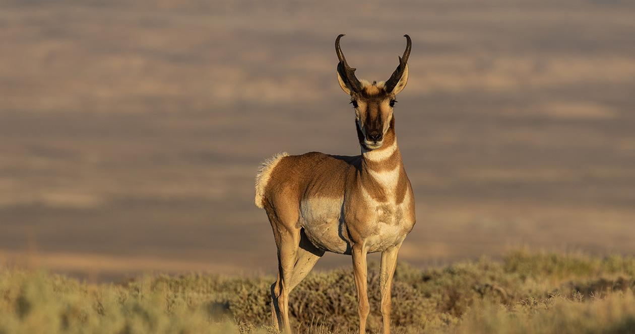 New antelope h1