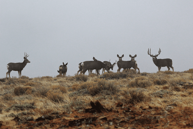 Herd of utah mule deer