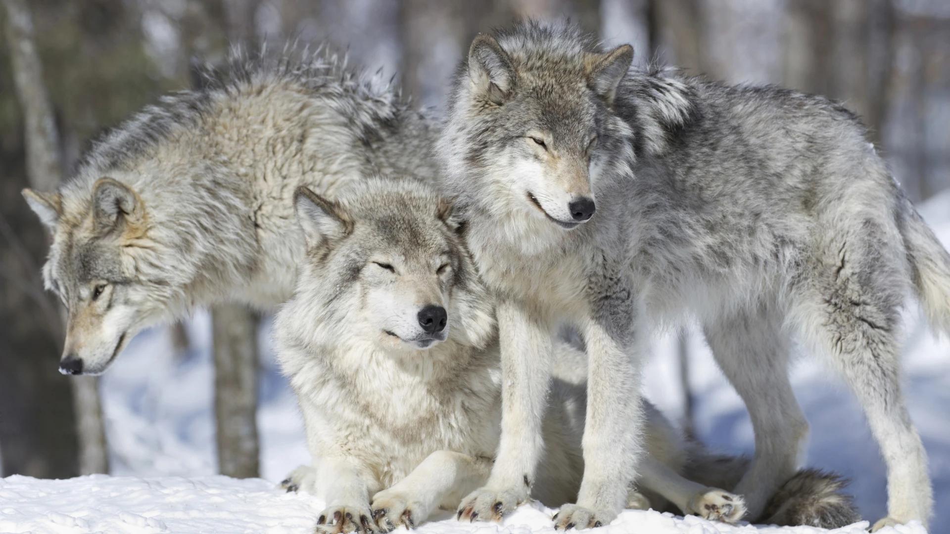 Minnesota residents call for wolves to be delisted