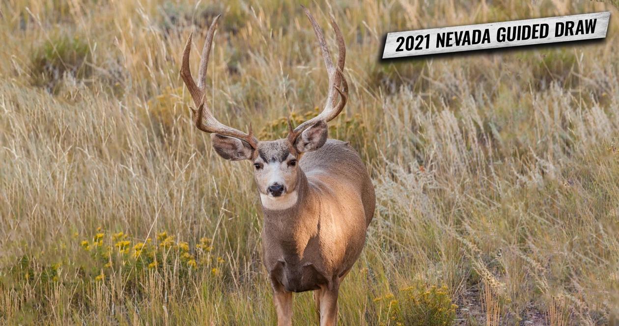 How to apply for Nevada’s 2021 nonresident mule deer guided draw
