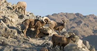 2023 nevada sheep and mountain goat application strategy 1