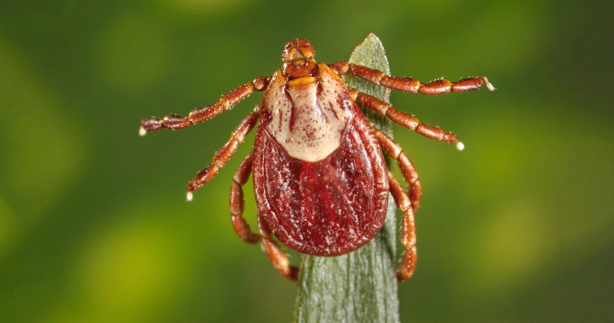 Close up photo of a rocky mountain wood tick 1