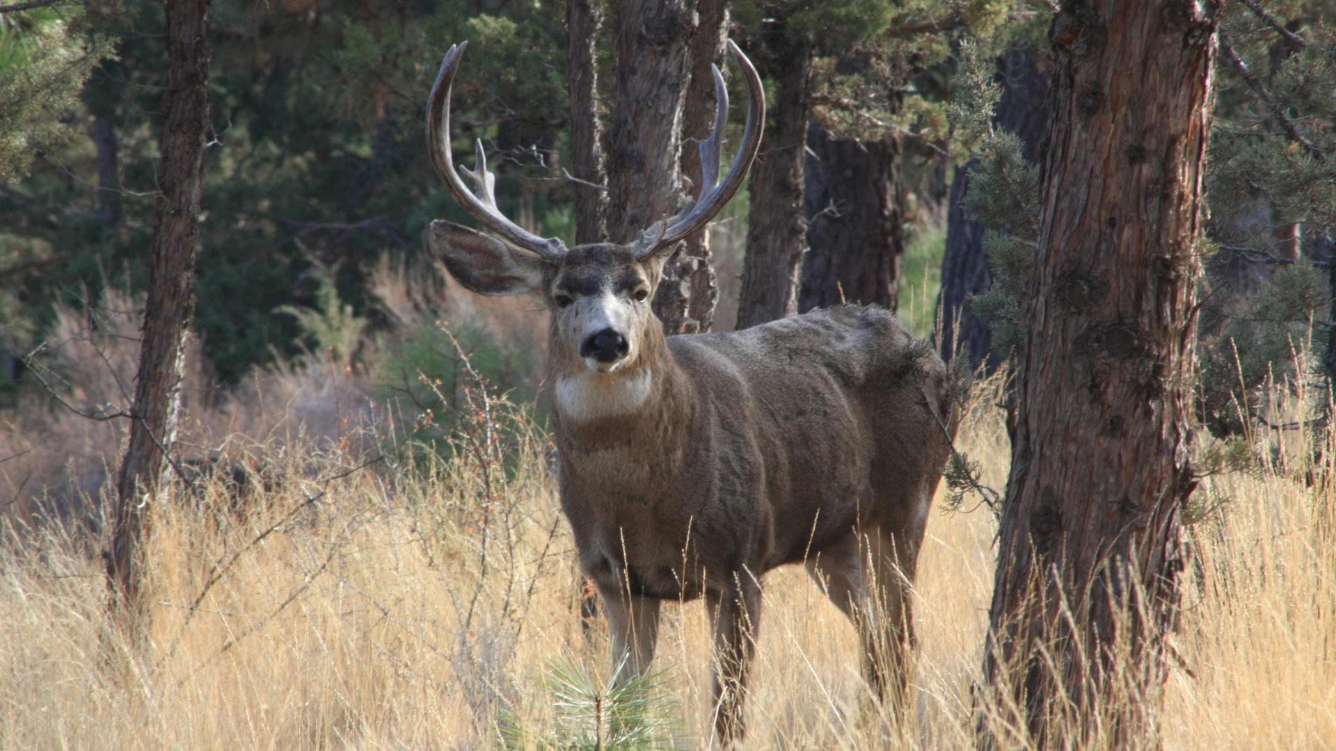 Arizona now offers an online course for a lifetime Hunter Education bonus point to be used in your hunting applications