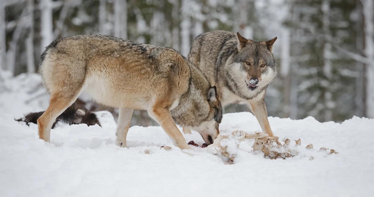 Idaho wolves h1