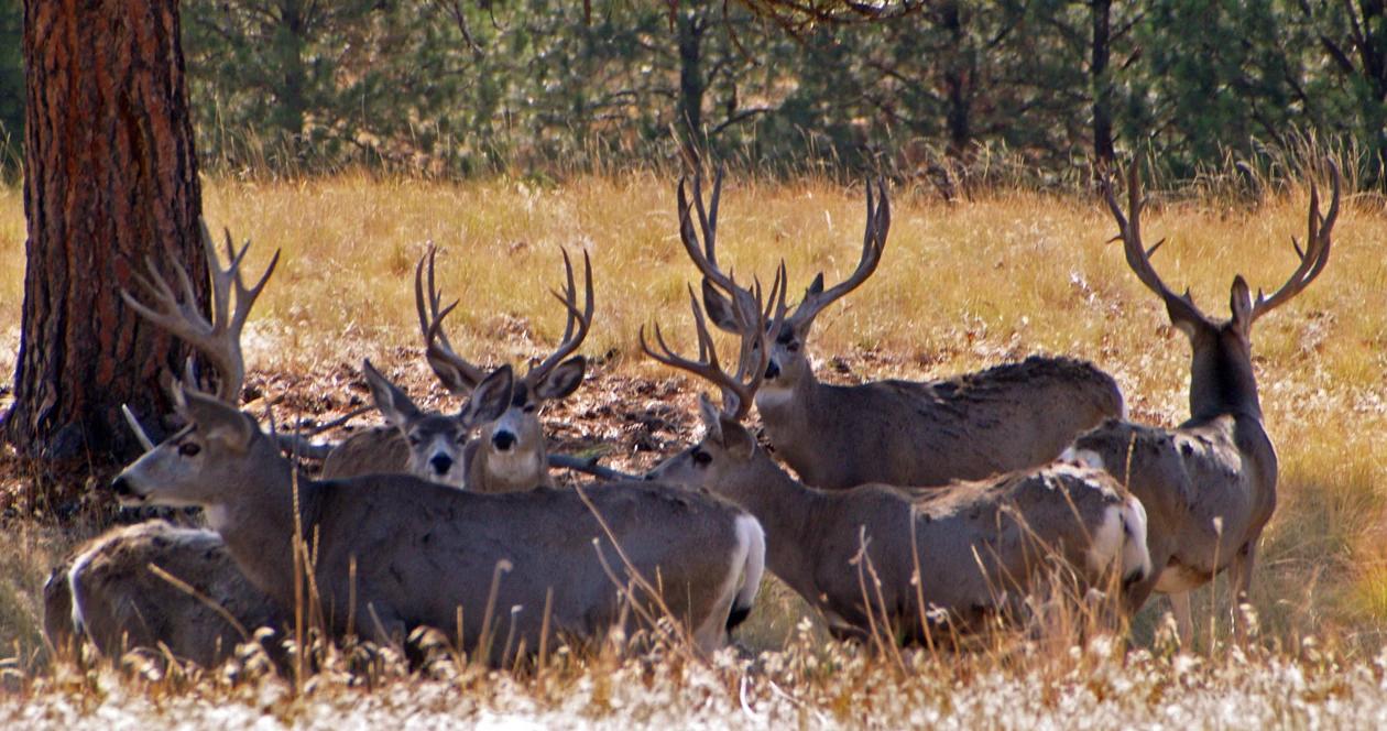 Montana mule deer h1_1
