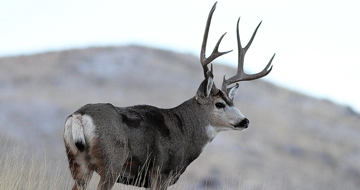 Utah mule deer h1_1