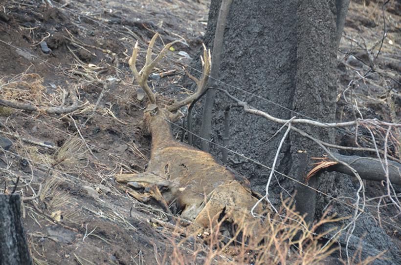 A buck that died from smoke inhalation and then burned from a wildfire