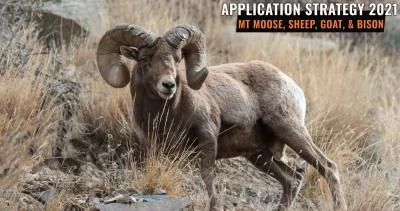 APPLICATION STRATEGY 2021: Montana Sheep, Moose, Goat, Bison