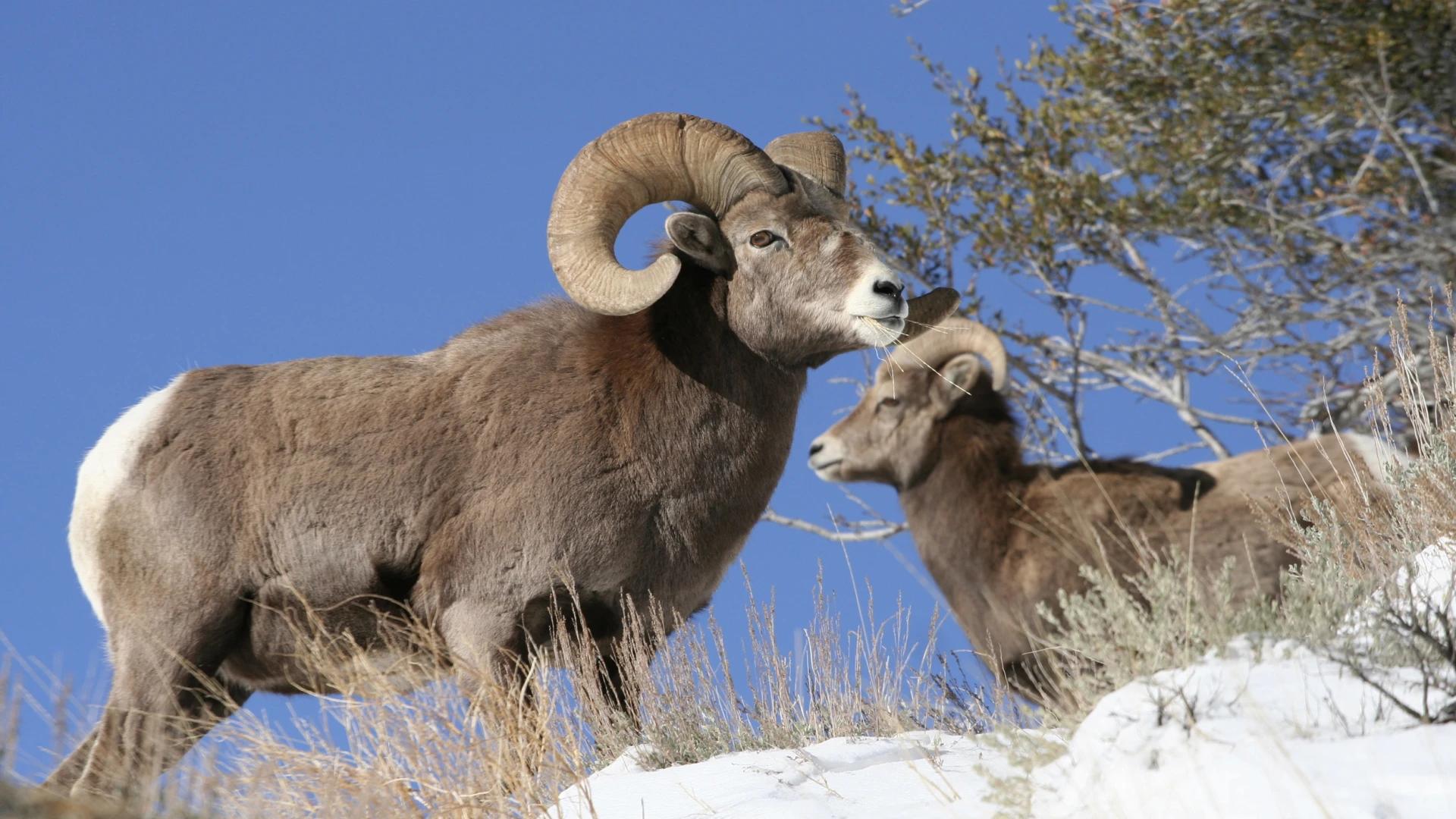2024 Washington bighorn sheep, moose, and mountain goat hunting application strategy