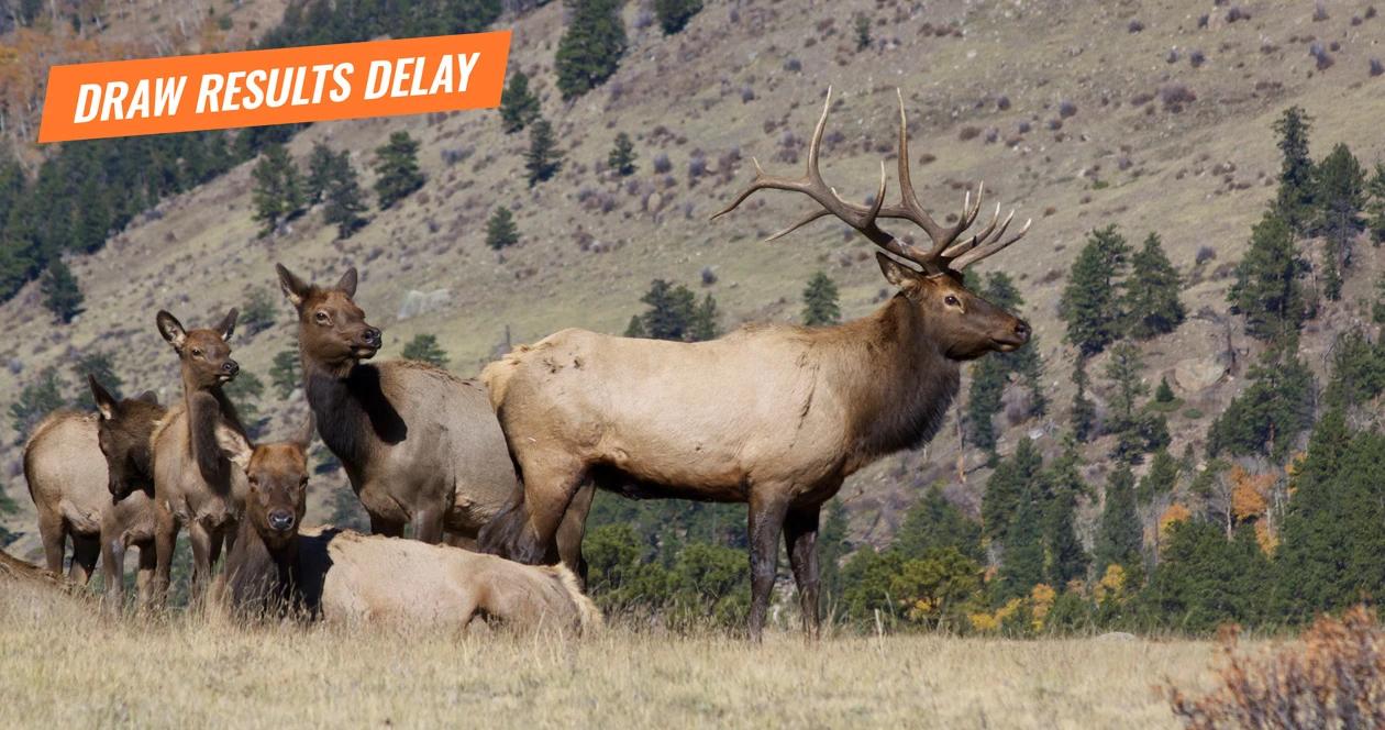 Montana draw results delay for deer and elk 1