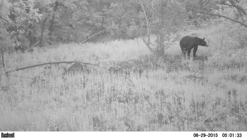 Black bear on trail camera