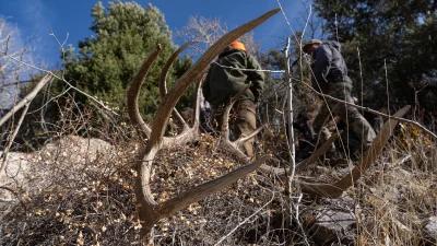 How to stack the elk hunting odds in your favor