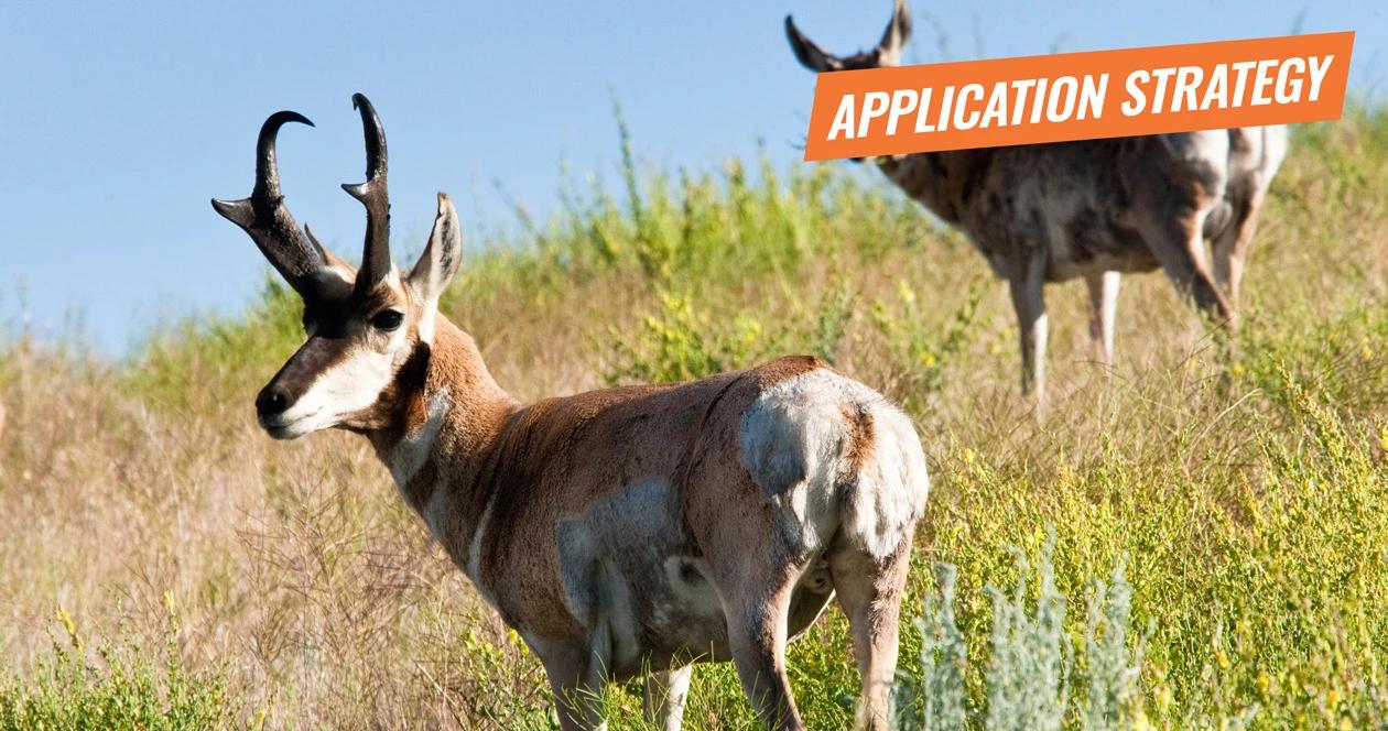 2018 arizona antelope application strategy article 1