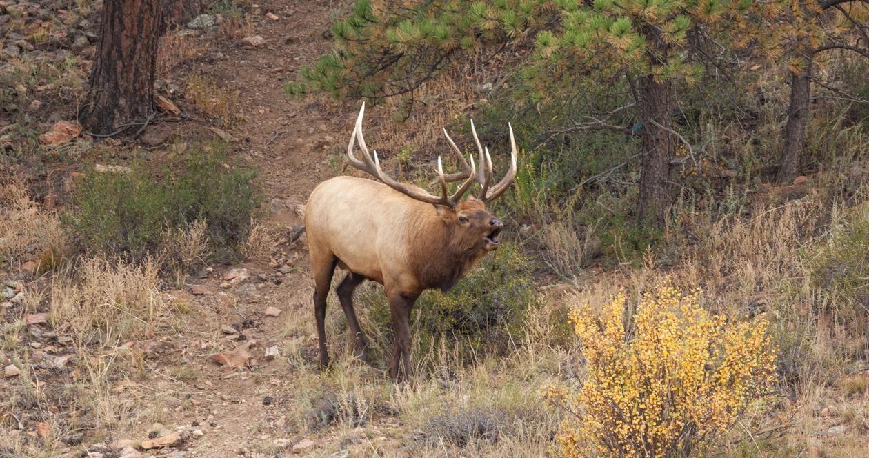 Bugling bull elk on hillside 1