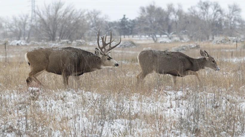 New mule deer record in Texas?