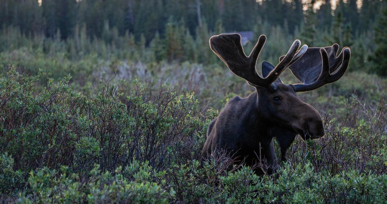 Maine news moose tags h1