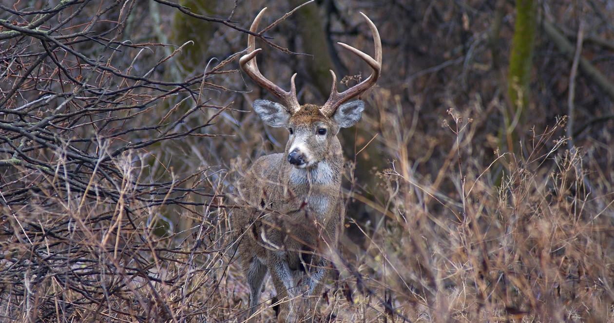 Public private hunting whitetails tips h1