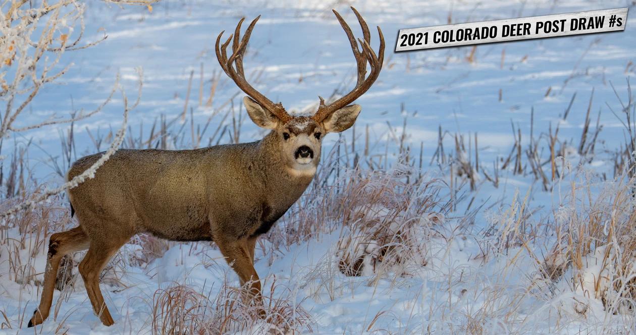 A look at app numbers and point creep after 2021 colorado deer draw 1