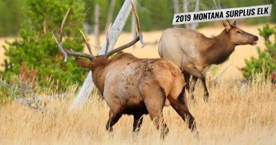 2019 montana surplus elk licenses 1