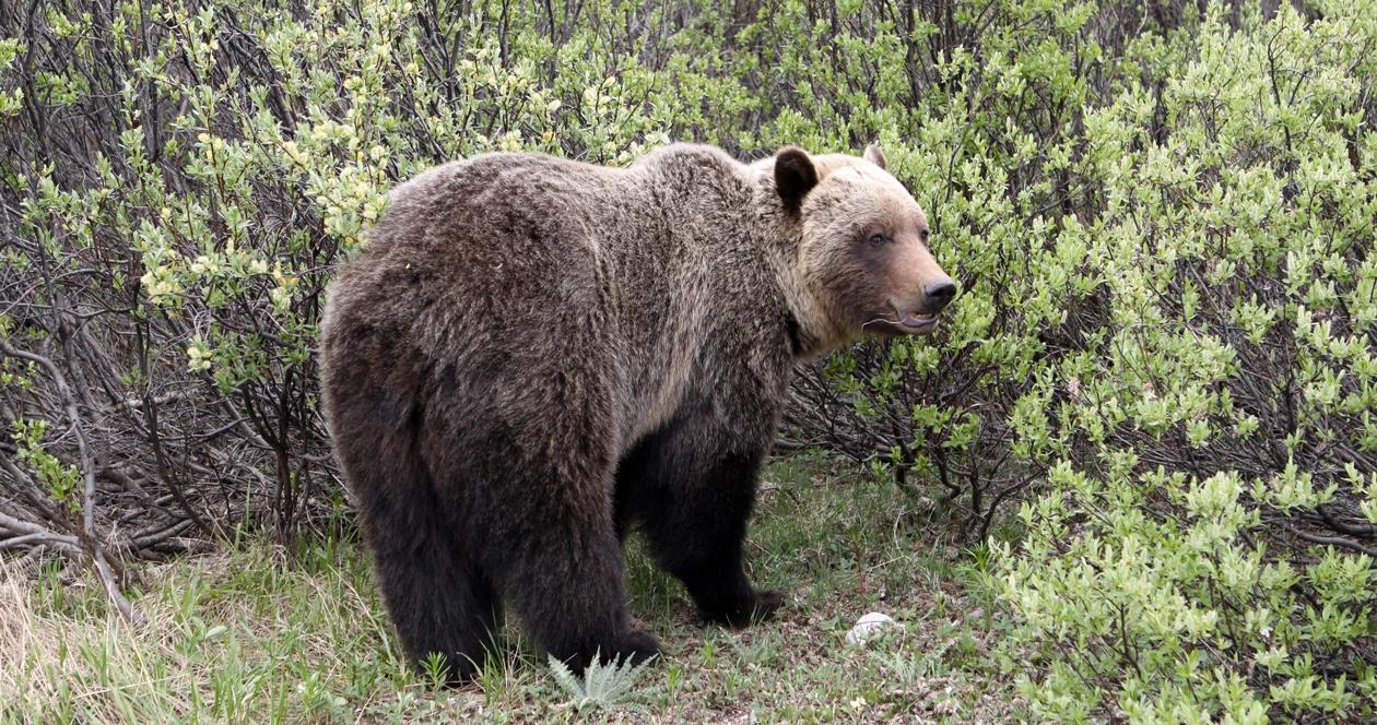 Confirmed: no federal protections for Yellowstone grizzlies