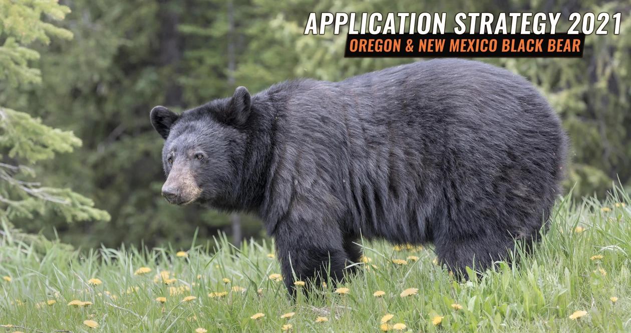 Application strategy 2021 oregon and new mexico black bear 1