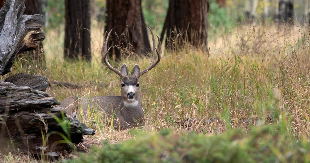 Oregon mule deer h1