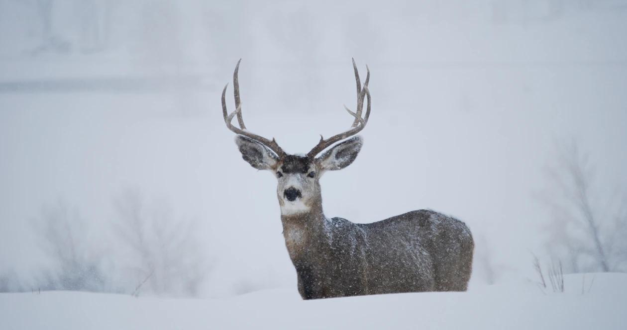 Alberta mule deer h1