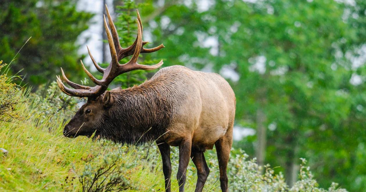 Oregon elk hunting h1_0