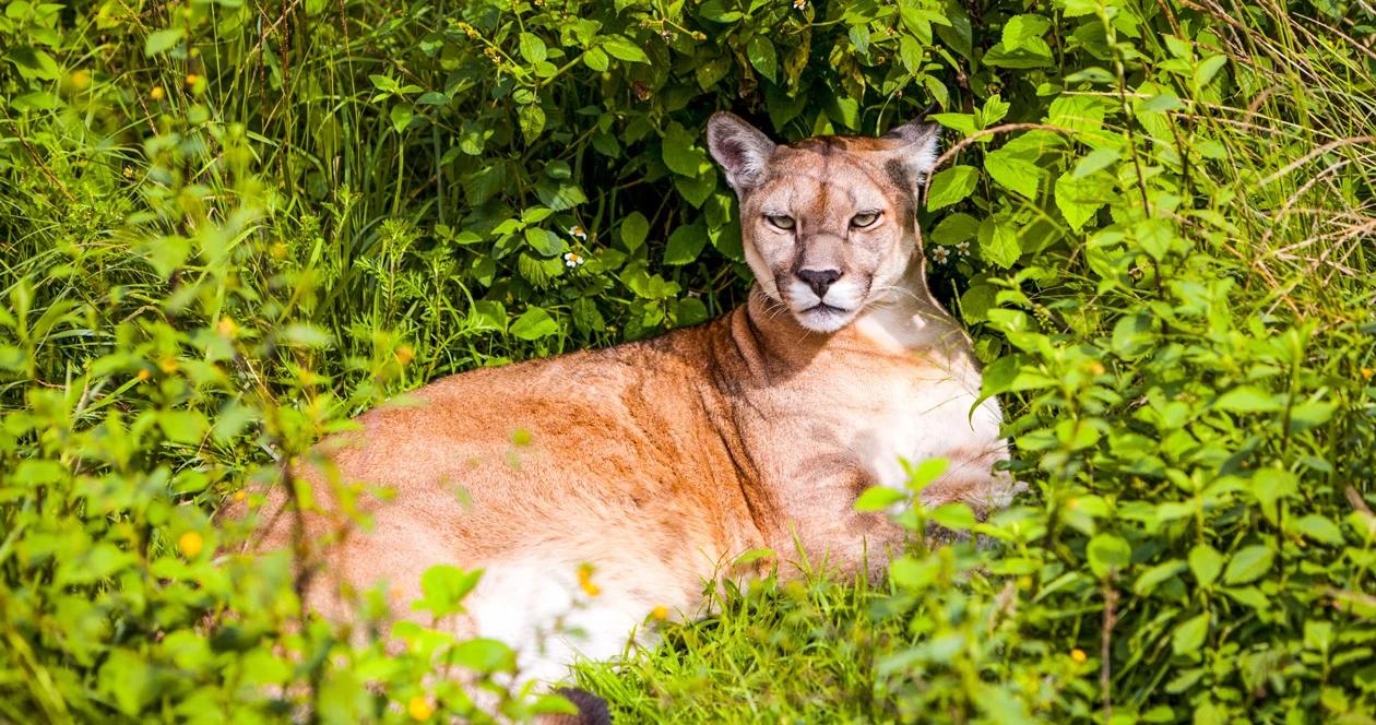 Mother saves child attacked by mountain lion 1
